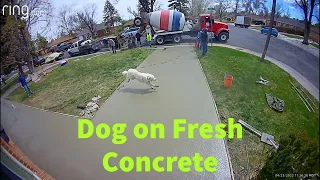 Dog on Fresh Concrete- Caught on Video