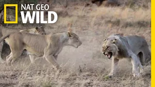 Lions Get Kicked Out of Their Pride in Rare Video | Nat Geo Wild