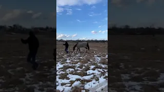 Жеребец Японец готов к случному сезону