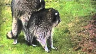 raccoon mating