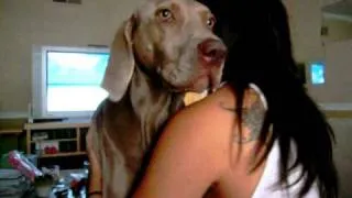 Weimaraner growl and kisses