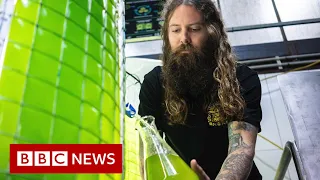 Australian craft brewery uses algae to fight climate change - BBC News
