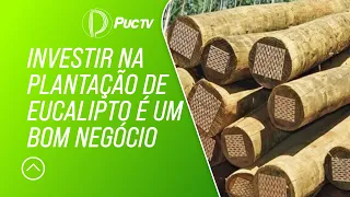 INVESTIR NA PLANTAÇÃO DE EUCALIPTO É UM BOM NEGÓCIO