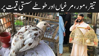 College Road Birds Market Rawalpindi | Birds Market Rawalpindi | Teetar | Fancy Hens | Parrots