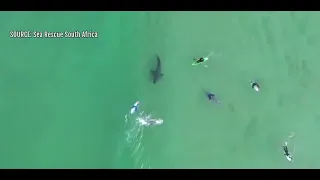 Surfer has close encounter with great white shark