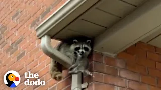 Mama Raccoon Gets To Reunite With Her Babies | The Dodo