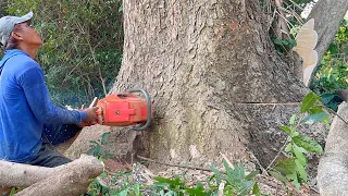 High risk‼️ Cut down old trembesi tree in the traditional mine.