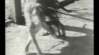 Tasmanian Tiger, original zoo footage (c1930)