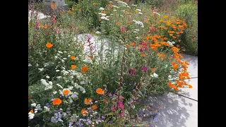 Lawn to California Native Garden with Maya Argaman