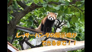 レッサーパンダの展示場ができるまで！