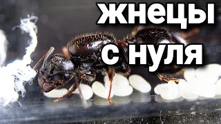 Муравь Messor structor с нуля #1