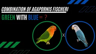 How To Make Combination of  Agapornis Normal Green Fischeri with Blue Fischeri || Expected Result?