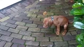 Goof the movie: a compilation of the first 2 years of a vizsla