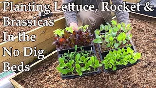 Planting Lettuce & Brassicas in the No Dig Beds