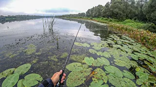 СБИЛИСЬ СО СЧЕТА СКОЛЬКО РЫБЫ! ОТЛИЧНАЯ РЫБАЛКА НА ОКЕ. РЫБАЛКА С БЕРЕГА.