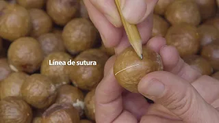 ¿Cómo se injerta la planta de macadamia?