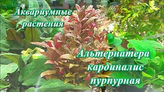 #Аквариумные_растения Альтернатера кардиналис (пурпурная)