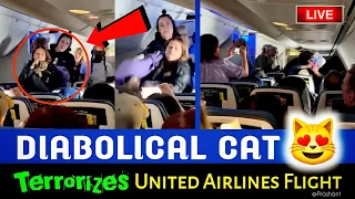 ✅Diabolical Cat😻 Terrorizes United Airlines Flight✈ | Boeing 737