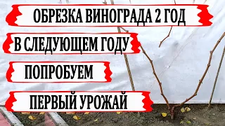 🍇 Обрезка винограда 2 год. Как обрезать мощный куст. Обрезка на урожай и на будущую формировку.