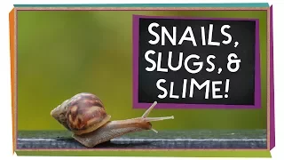 Snails, Slugs, and Slime! | Animal Science for Kids