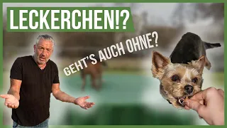 Mensch-Hund-Beziehung OHNE Leckerchen? 🤔 Geht das?