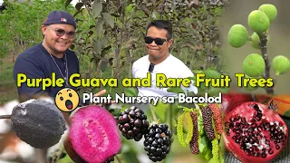 Purple Guava and Rare Fruit Trees, Plant Nursery sa Bacolod