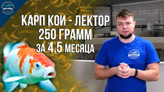 Карп кои - Лектор набрал за 4,5 месяца 250 грамм