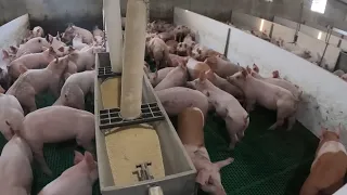 Day in the Life of a Modern Pig Farmer