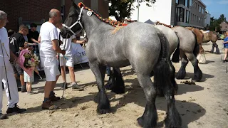 Competition for Belgian Draft Horses
