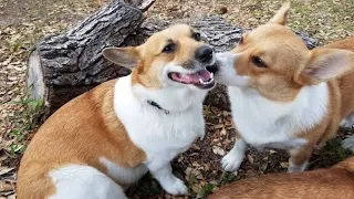 Happy corgi has a NEW girlfriend - Funny corgi puppies playing - Cute corgi videos