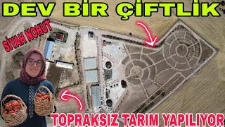 DEV ÇİFTLİKTE TOPRAKSIZ TARIM~SALÇA YOLÇULUĞU~İKRA OKULA YAZILIYOR~DOMATES  DİLİMLEME APARATI YAPTIM