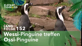 Die Wiedervereinigung der Pinguine (Langfolge 152) | Elefant, Tiger & Co. | ARD