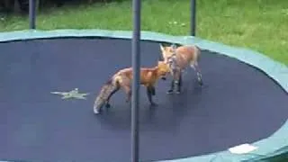 Foxes Jumping on my Trampoline