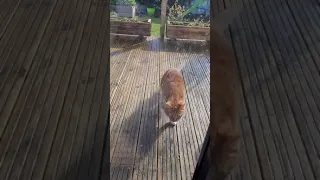 Cat faking injured to enter house