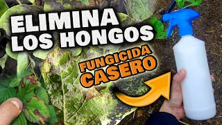 ELIMINA y CONTROLA los HONGOS de tus PLANTAS | Fungicida CASERO para SUCULENTAS y ROSALES