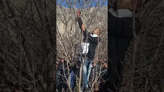 Dimple Panjta Apple tree pruning camp at Chango #kinnaur#himachalpradesh