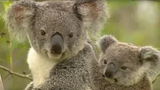 How Koalas Breed | Making Animal Babies | BBC Earth