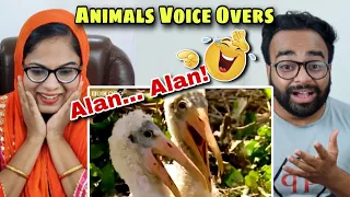Indians React to Funny British Animal Voiceovers!! *HILARIOUS* ! Indian Couple Reacts