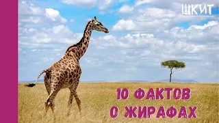 ИНТЕРЕСНЫЕ ФАКТЫ О ЖИРАФАХ // ШКИТ-БЛОГ ПРО ЖИВОТНЫХ // ШКИТ УРАЛ