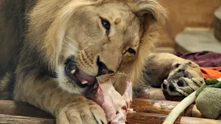 LION CUB eats chicken.