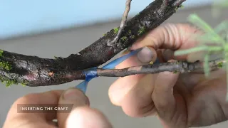 Grafting Bonsai introduced