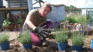 How to build a Lavender Hedge: Top Tips!! - Lavender World