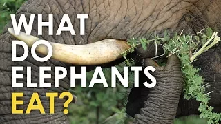 What Do Elephants Eat?