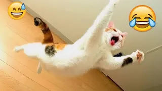 😹😘 Funniest Cats and Dogs Videos 🐱😘 Funny And Cute Animal Videos 2023 # 31