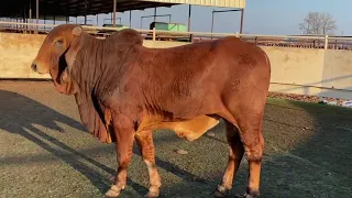 J&J Cattle Co: Lot #429 Red Brahman Bull