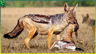 15 Extraordinary Moments of Jackals Preying on Animals