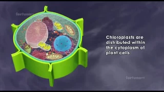 About chloroplast : structure and function  / 3D animated