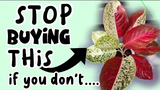 HOW to STOP KILLING your AGLAONEMA 's