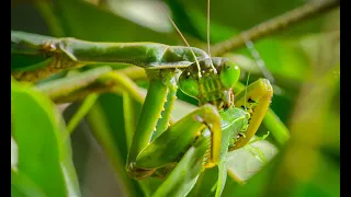 Wild Animal Attacks - Crazy Fighting Moments In The Insect Kingdom