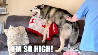 Giant Cat Looks Like A Husky Stuck On A Chair Back!